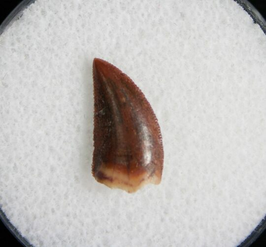 Raptor Tooth From Morocco #5039